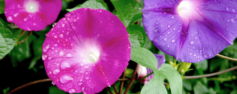 牽牛花的養(yǎng)殖方法和注意事項