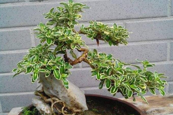 六月雪的養(yǎng)殖方法，6步教你養(yǎng)好六月雪