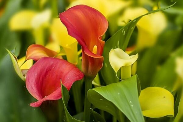 彩色馬蹄蓮為什么不能復(fù)花，復(fù)花難度大、管理方法不當(dāng)