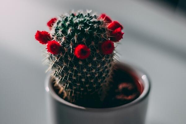 仙人球開花時間，全年都能開花但需要細心的養(yǎng)護