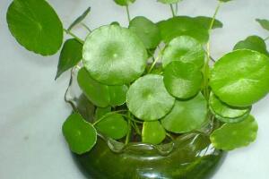 銅錢草有哪些品種，銅錢草品種圖片大全