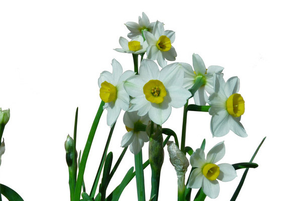 培養(yǎng)水仙花的注意事項(xiàng)