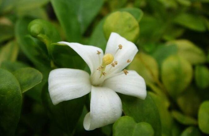 九里香花可以吃嗎，能吃/但是常被當做藥物使用