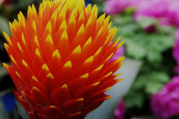 鴻運(yùn)當(dāng)頭從播種到開花多長時(shí)間