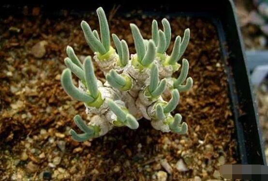 碧光環(huán)爛根怎么辦，兩種爛根防治方法/及時脫盆修剪消毒