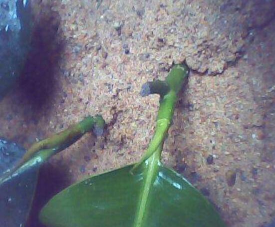 橡皮樹扦插，教你六大基本步驟快速生根發(fā)芽(30天)