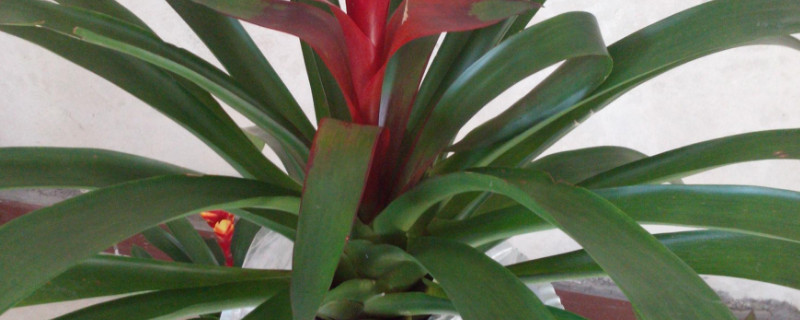 鴻運(yùn)當(dāng)頭的葉杯是哪個地方