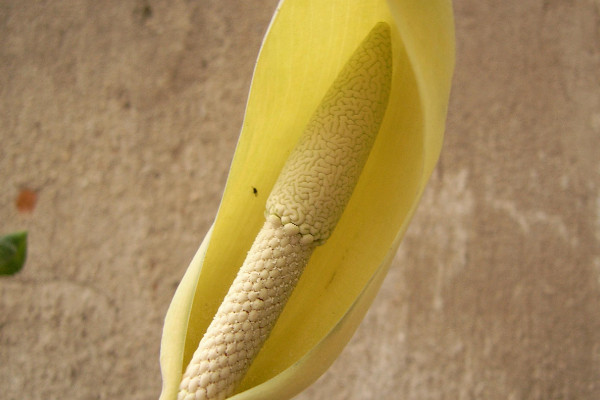 滴水觀(guān)音有多少個(gè)品種