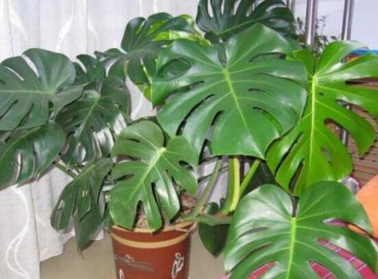 龜背竹用高盆還是矮盆，建議以高盆養(yǎng)殖最佳(紫砂盆)