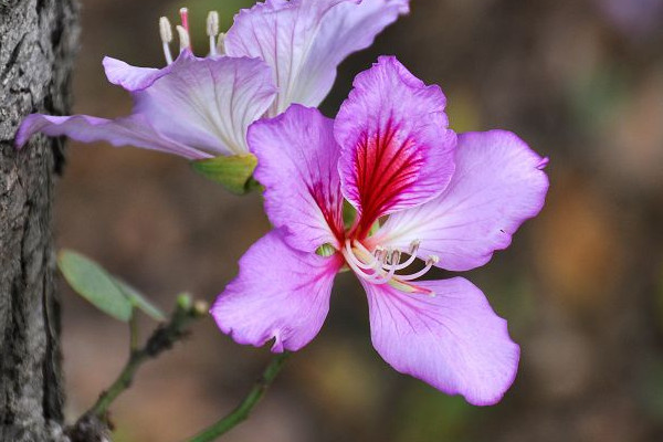 紫荊花冬天的養(yǎng)殖方法和注意事項