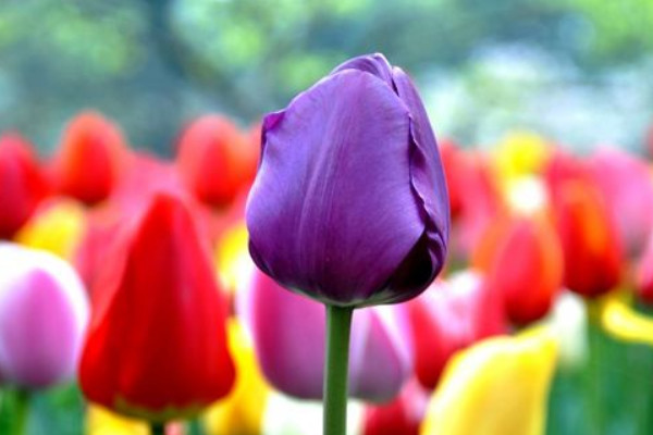 盆栽郁金香室外能過冬嗎