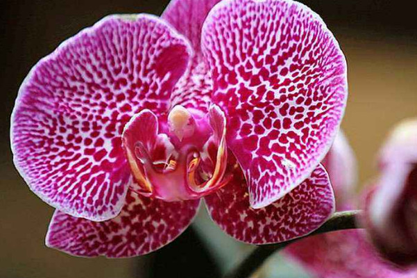 北方養(yǎng)蝴蝶蘭的絕招