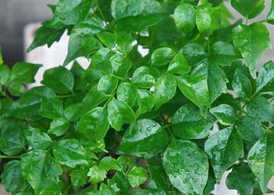 幸福樹葉子干枯怎么回事，四種原因以及解決辦法