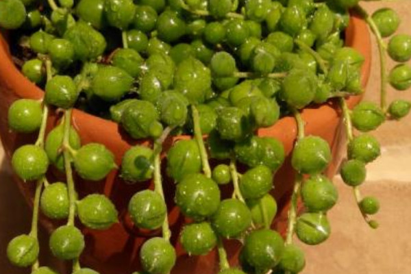 珍珠吊蘭的養(yǎng)殖方法和注意事項