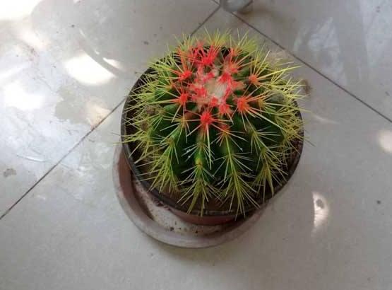 家里放仙人球是吉是兇，化解煞氣、安居樂業(yè)(吉兆)