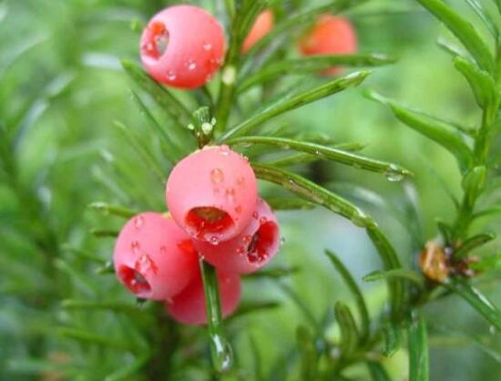 紅豆杉怎么繁殖，紅豆杉繁殖方法