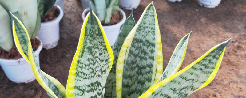 虎皮蘭過冬怎樣套袋