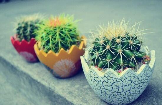 小仙人球澆水多少毫升，澆水的量一般以100-200毫升為準(zhǔn)