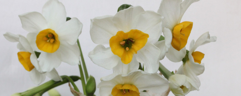 水仙出花苞到開花要多長(zhǎng)時(shí)間