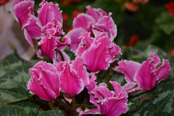 迎客來花為什么蔫了