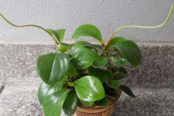 碧玉花開花嗎，每年開花兩次