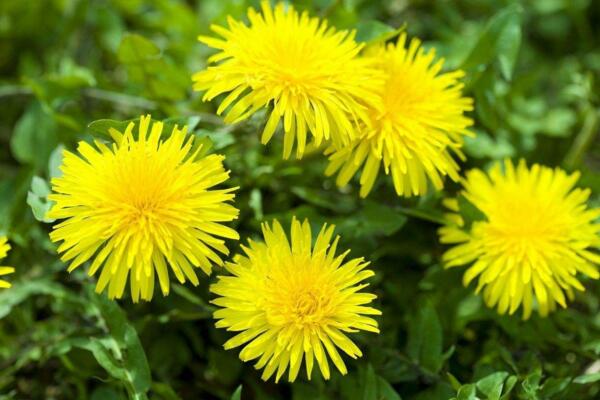 多裂蒲公英怎么養(yǎng)，5步教你養(yǎng)好多裂蒲公英