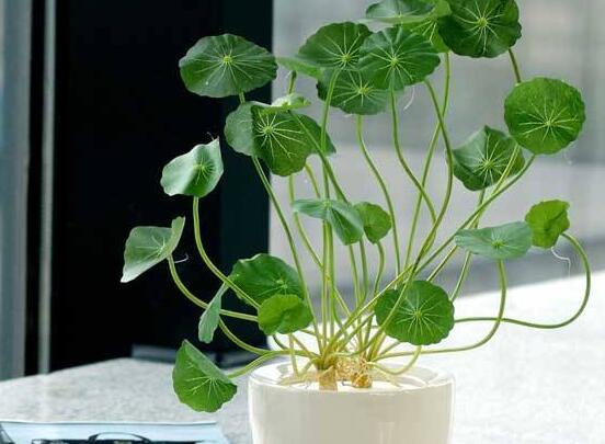 銅錢(qián)草放在臥室好嗎，寓意著家有銅錢(qián)、財(cái)源滾滾