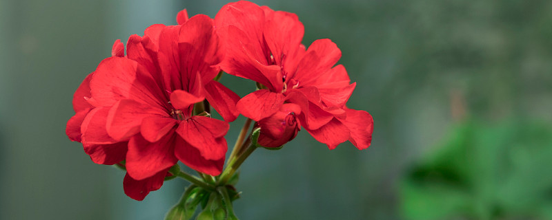 天竺葵秋冬季怎么養(yǎng)護(hù)