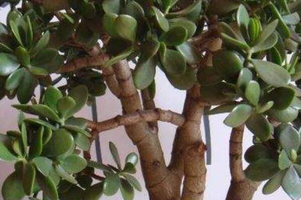 玉樹(shù)與八寶樹(shù)的區(qū)別