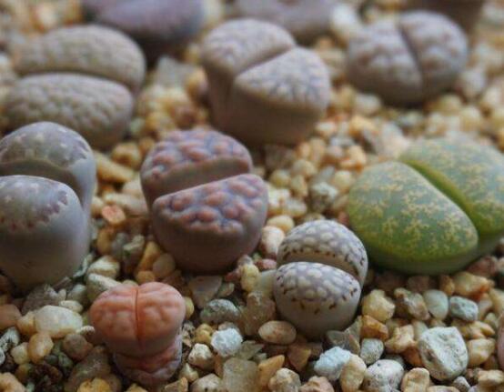 生石花怎么養(yǎng)長得快，老農(nóng)總結(jié)五個(gè)快速生長好方法