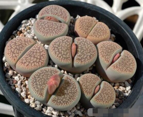 生石花夏天發(fā)皺，保持散射光環(huán)境/盆土疏松透氣