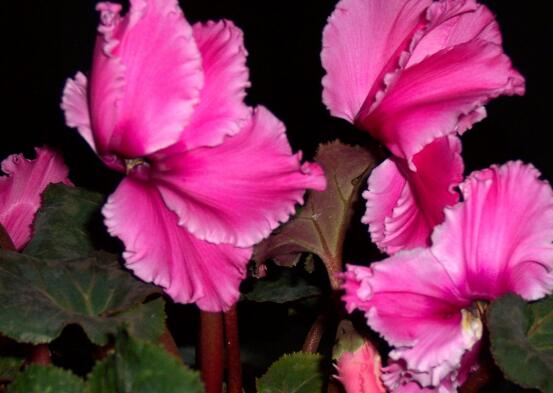 仙客來突然蔫了怎么辦，主要就是光照和澆水不當(dāng)導(dǎo)致