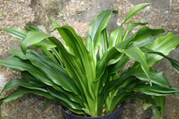 萬年青可以放在臥室嗎，放在臥室是非常不錯的選擇