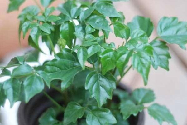 幸福樹葉尖發(fā)黑掉葉子，主要是這幾種原因造成的