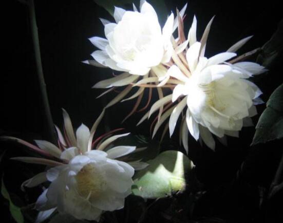 曇花怎么施肥，腐熟的有機(jī)肥為主/陰天施肥最佳