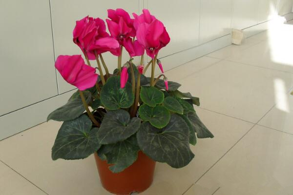 仙客來好養(yǎng)活嗎，5步教你養(yǎng)好仙客來