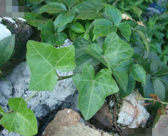 常春藤葉片干枯怎么辦，四種原因以及解決方法