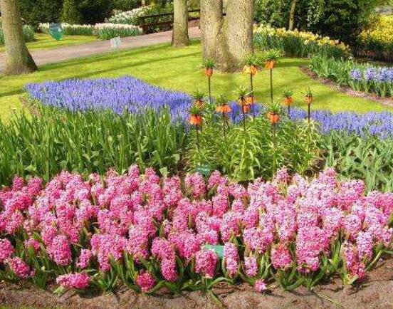 家里養(yǎng)風(fēng)信子好嗎，好/美化家居環(huán)境、凈化空氣