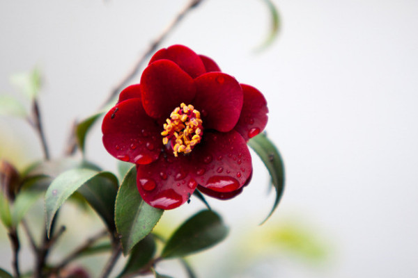 茶花夏天會(huì)開花嗎