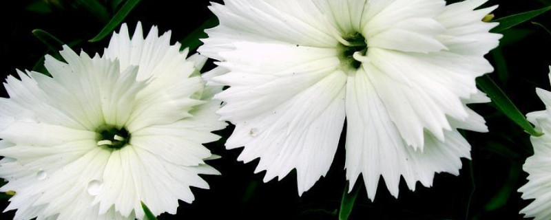 康乃馨小苗長(zhǎng)多大開始打頂