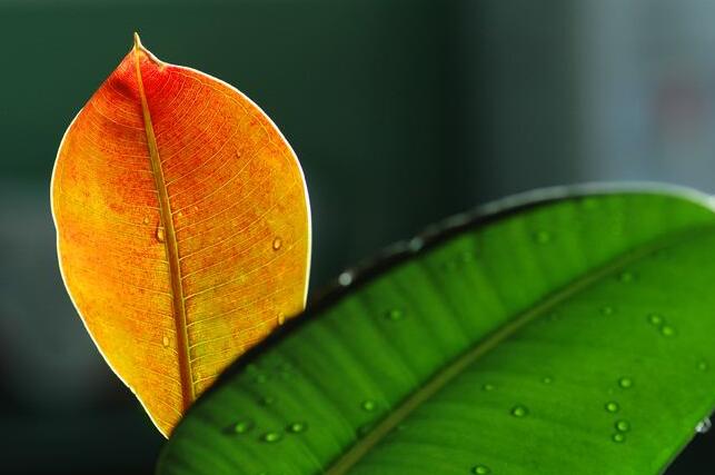 橡皮樹的副作用，對(duì)人體沒(méi)有特別大的傷害