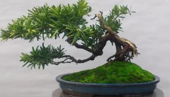 羅漢松盆景制作方法，教你五個(gè)基本步驟便可開(kāi)枝散葉