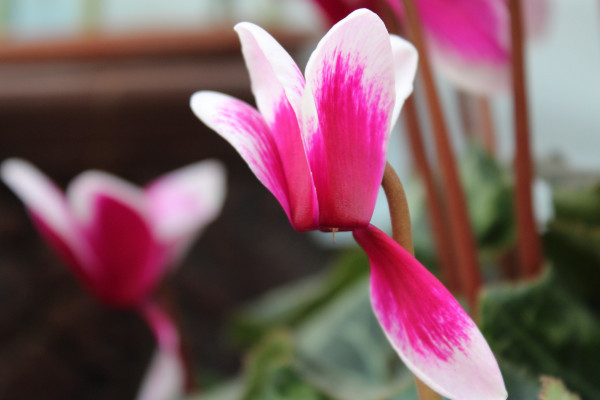 仙客來(lái)種子怎么收，花期結(jié)束2個(gè)月后開(kāi)始收獲