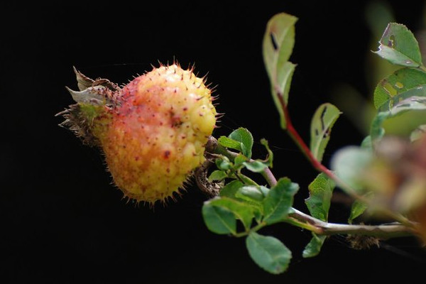 金櫻子種植地區(qū)與溫度
