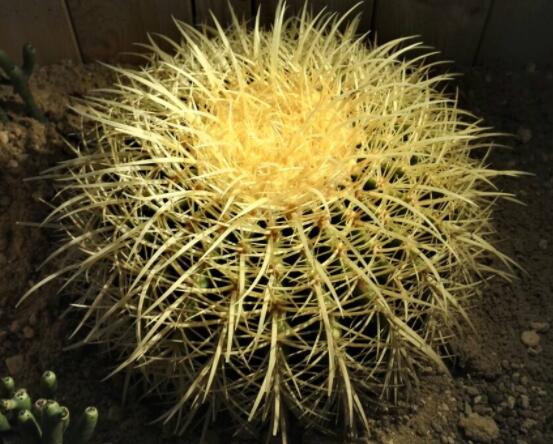 仙人球爛了怎么辦，及時修剪爛根、消毒/保持通風(fēng)透氣