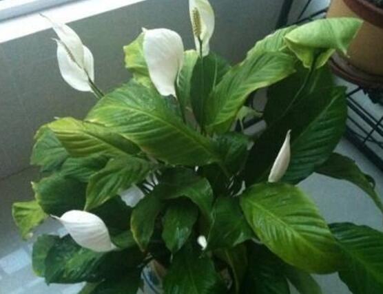 一帆風(fēng)順用什么花盆好，排水透氣、價(jià)格便宜素?zé)? src="/nongchan/d/file/20201223/jvwqtu5edt3.jpg" style="width: 551px; height: 353px;" / data-28mA="3vsaEq"></p>
<p data-UcMo="4XLEN3">
	<strong data-ktRZ="hAA3Aw">3、</strong>不過不好花友們，覺得花盆越大則越好，因?yàn)榕柰猎蕉啵B(yǎng)分就更充足。殊不知在實(shí)際效果上不是那么好，因?yàn)槿襞璐竺缧〉脑挘瑒t耗水少，盆土過濕。</p>
<p data-rLhR="FNaYYY">
	<img alt=