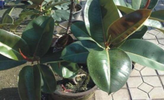 橡皮樹怎么換盆，教你四個(gè)簡(jiǎn)單易學(xué)的方法