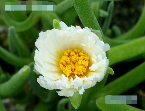 碧光環(huán)開花嗎，會開/從種植到開花需要5-7年(時(shí)間漫長)