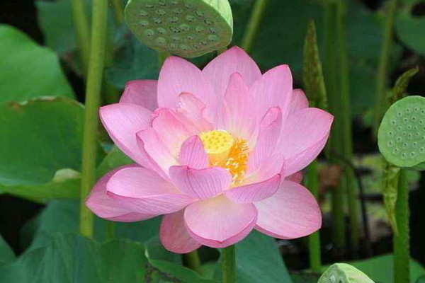 荷花能在家里養(yǎng)嗎