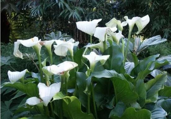 送馬蹄蓮花代表什么，不同顏色不同寓意(最深的祝福)